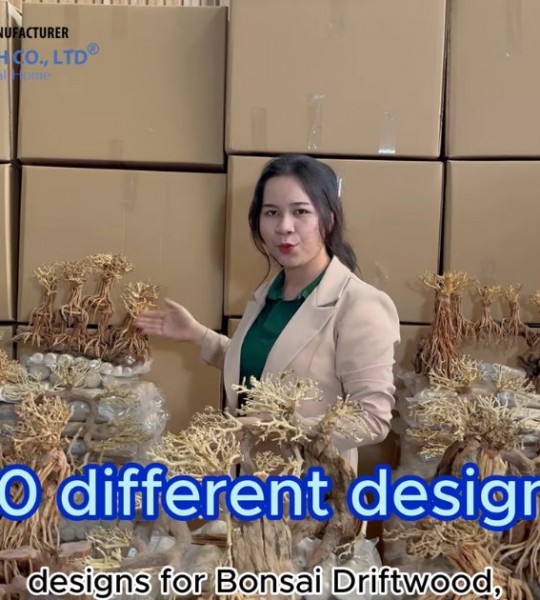 The packaging process of a Driftwood Bonsai Supplier in Vietnam