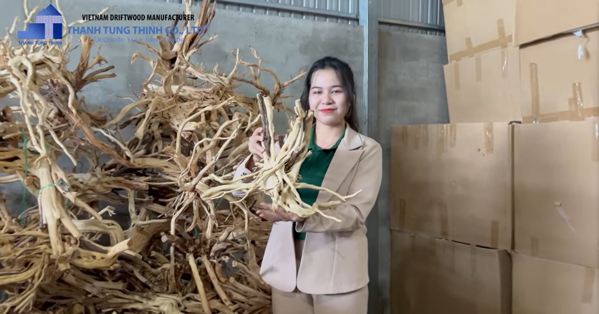 Supplier aquarium driftwood bonsai Viet Nam