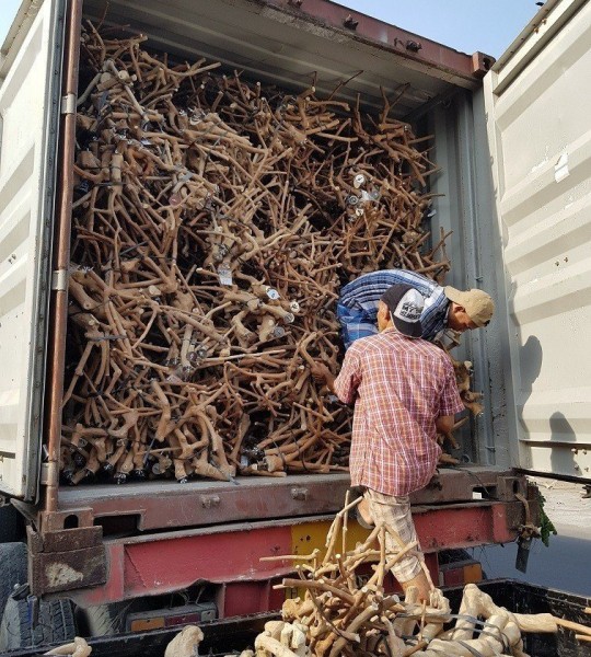 Our factory received a full container of natural driftwood before it was processed