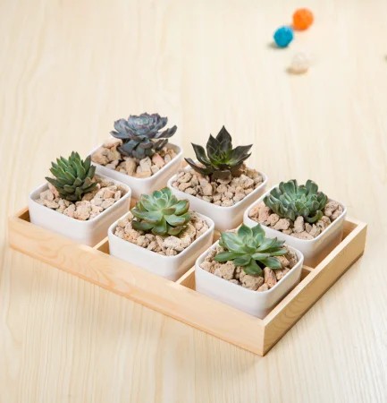 Small Square Wooden Pots