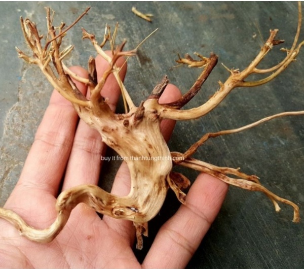 Satung Woods