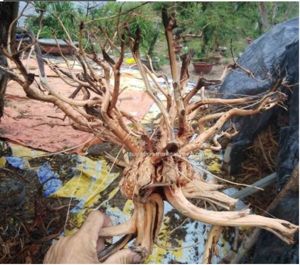 Satung Woods