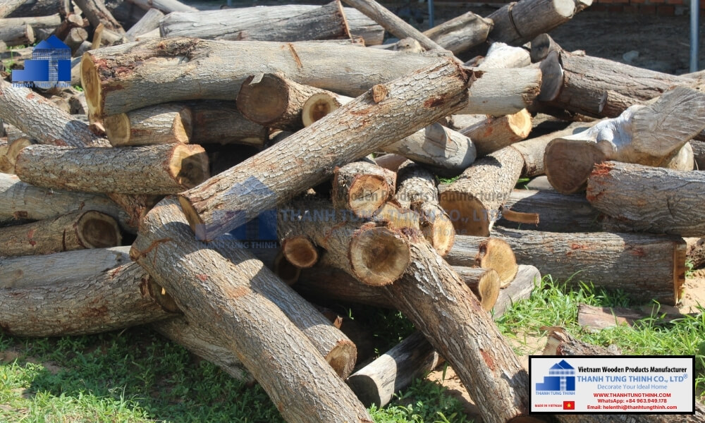 raw timber logs stacked at the yard for a wood bowl factory inspection